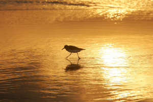 Strandloper - afbeelding van skeeze via Pixabay Strandloper - afbeelding van skeeze via Pixabay
